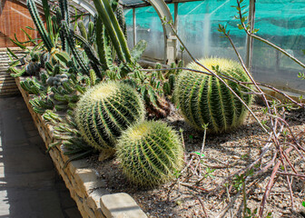 cactus in the garden, suculents in the garden wroclaw, Many plants in pots for sale in greenhouse...