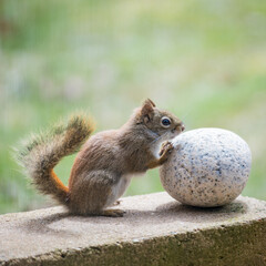 Red Squirrel Pushing a Round Rock off a Concrete Wall