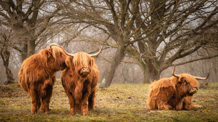Highland cows on green grass with a slightly blurred background with trees in Dutch nature reserve...