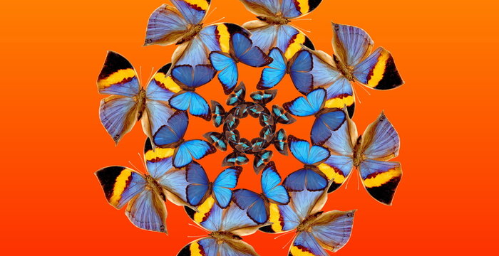 Mirror kaleidoscope with colorful butterflies. Yellow, blue and brown butterflies on an orange background.