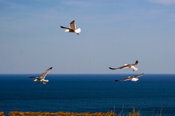 Gaviotas, mar mediterráneo, Costa Brava