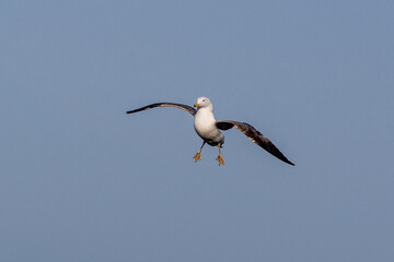 Gaviotas, mar mediterráneo, Costa Brava