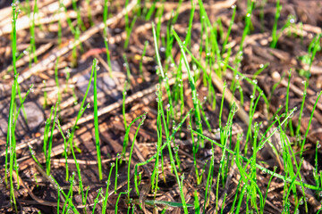 The first green grass on the lawn in the forest. Spring.