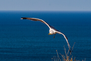 Gaviotas, mar mediterráneo, Costa Brava