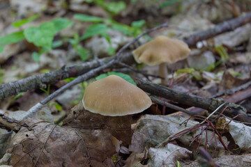 Street in abandoned village Dibrova, post apocalyptic landscape