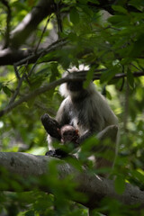 Fototapeta na wymiar Mother Grey Langur carrying its young one in the forrest