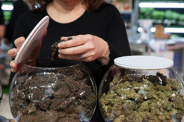 Bologna, Italy - 2022, April 8: Jars full of dried cannabis flowering tops at the trade show Indicasativa 2022, devoted to the hemp world..