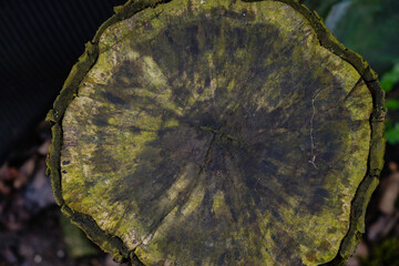 Trees cross-section with green lichen. Copy space. 