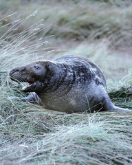 seal in the grass