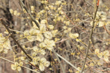 Flowering willow branches. Spring beige background.