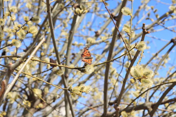Butterfly urticaria (Aglais urticae, Nymphalis urticae) on a willow flower against a blue sky....