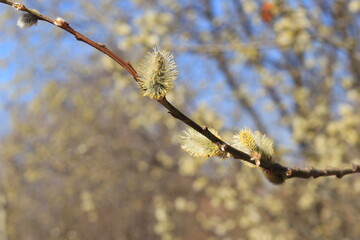 Flowering willow branches on a blue sky background. Spring background