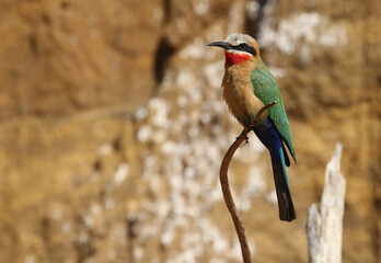 White-fronted Bee-eater, South Africa