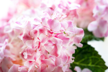 a flower of a pale pink hydrangea with a green leaf close-up