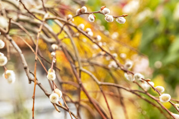 Branches with buds on a tree in a blooming spring garden. Yellow. Natural background