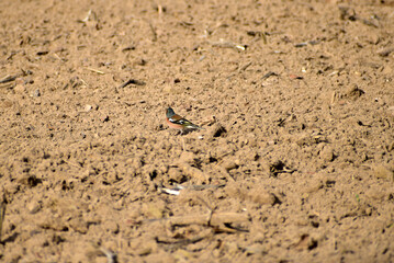 The singing migratory bird chaffinch jumps over plowed land in search of food.