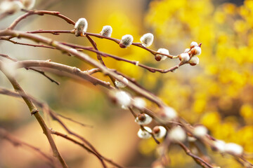 Branches with buds on a tree in a blooming spring garden. Yellow. Natural background