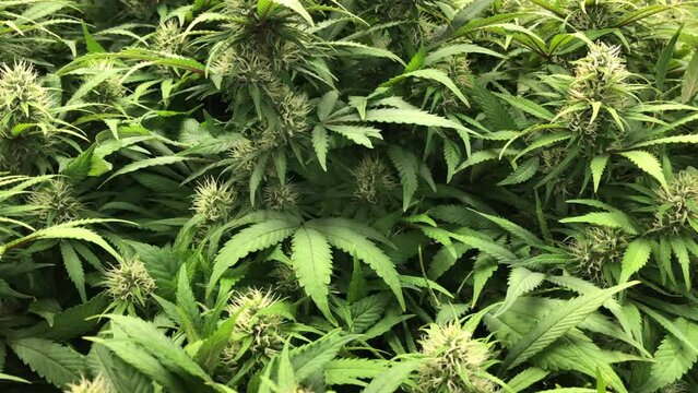 marijuana cannabis weed plants growing farm