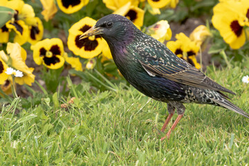 Common starling - Sturnus vulgaris