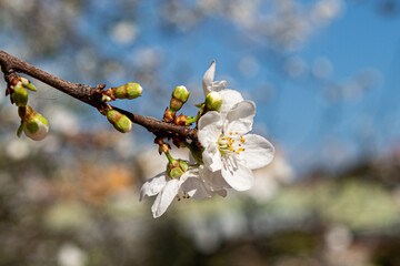 blossom in spring