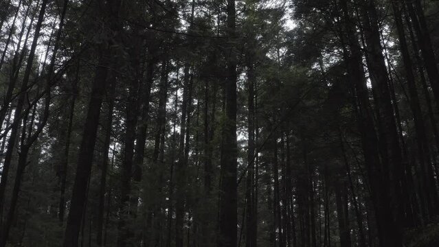 arboles 