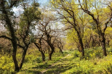 Fototapeta na wymiar Ficuzza Spring Forest on Sicily in Italy, Europe on a lovely warm day