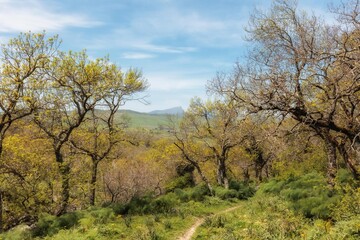 Ficuzza Spring Forest on Sicily in Italy, Europe on a lovely warm day