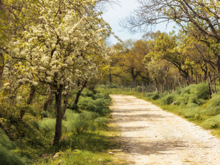 Fototapeta na wymiar Ficuzza Spring Forest on Sicily in Italy, Europe on a lovely warm day