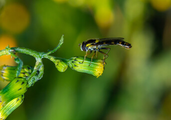 Macro photo of black footed globetail in spring.