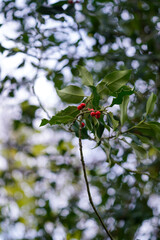 red berries on a branch