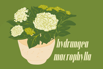 Vector illustration of hydrangea macrophylla flower with blossoms on green background