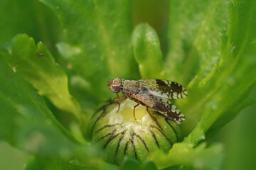 Closeup on a parasite fly Tephritis neesii on it's host plant ox-eye daisy ,Leucanthemum vulgare
