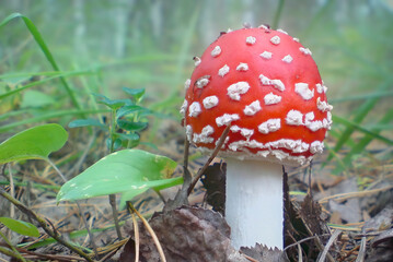 Fly agaric on a forest glade