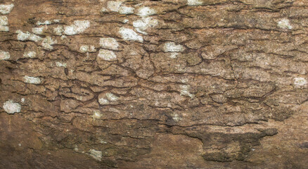Embossed texture of the bark