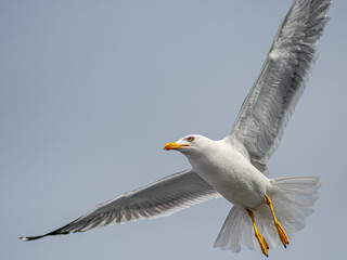 Isolated close up of a single beautiful Seagull in flight on an overcast day- Greece
