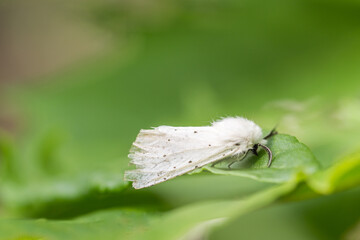 Motyl szewnica pokrzywnica na zielonym liściu