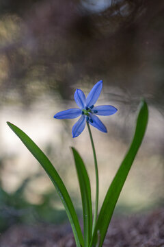 Niebieski kwiat cebulica syberyjska na ciemnym tle