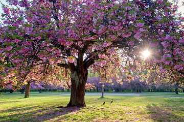 Sakura trees in the  park of Sceaux. Ile-De-France region