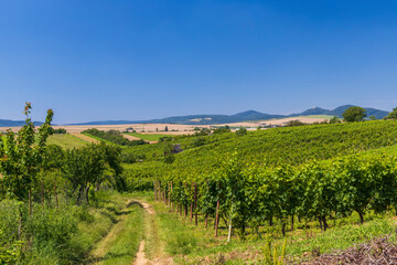 Fototapeta na wymiar Landscape with vineyards and Buchlov castle, Slovacko, Southern Moravia, Czech Republic