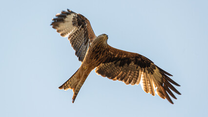 Der Milan in seiner ganzen Pracht