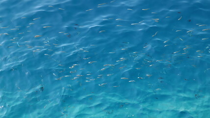 Fototapeta na wymiar Blue water background, fish swim in the clear blue water of the Adriatic Sea, top view 