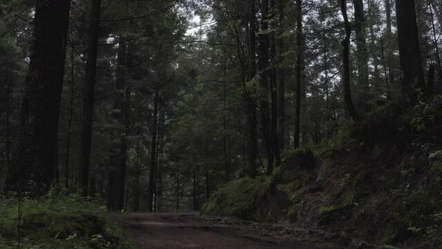 bosque