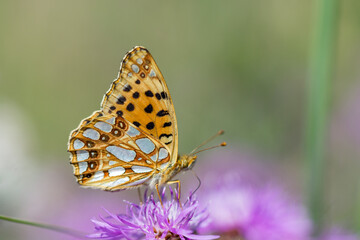Motyl dostojka latonia na różowym kwiatku