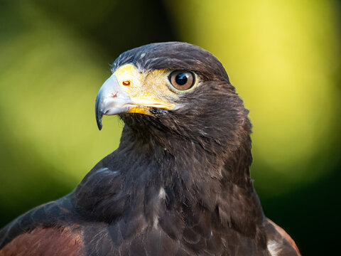 close up portrait of a harris hawk