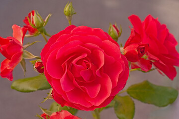 closeup of a red rose, view from above
