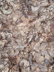 last year's old withered foliage and brown leaves background