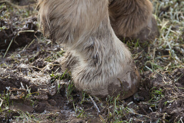 Close up of horses hoof stood in cold wet muddy field suffering from mud fever, a common winter ailment in the feet of horses which are kept outside .