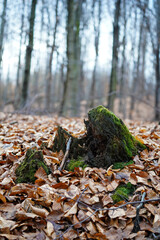 mossy stump in the woods