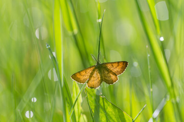 Motyl poproch pylinkowiak na zielonym tle