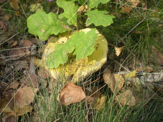 żółty grzyb schowany pod młodym dębem 
